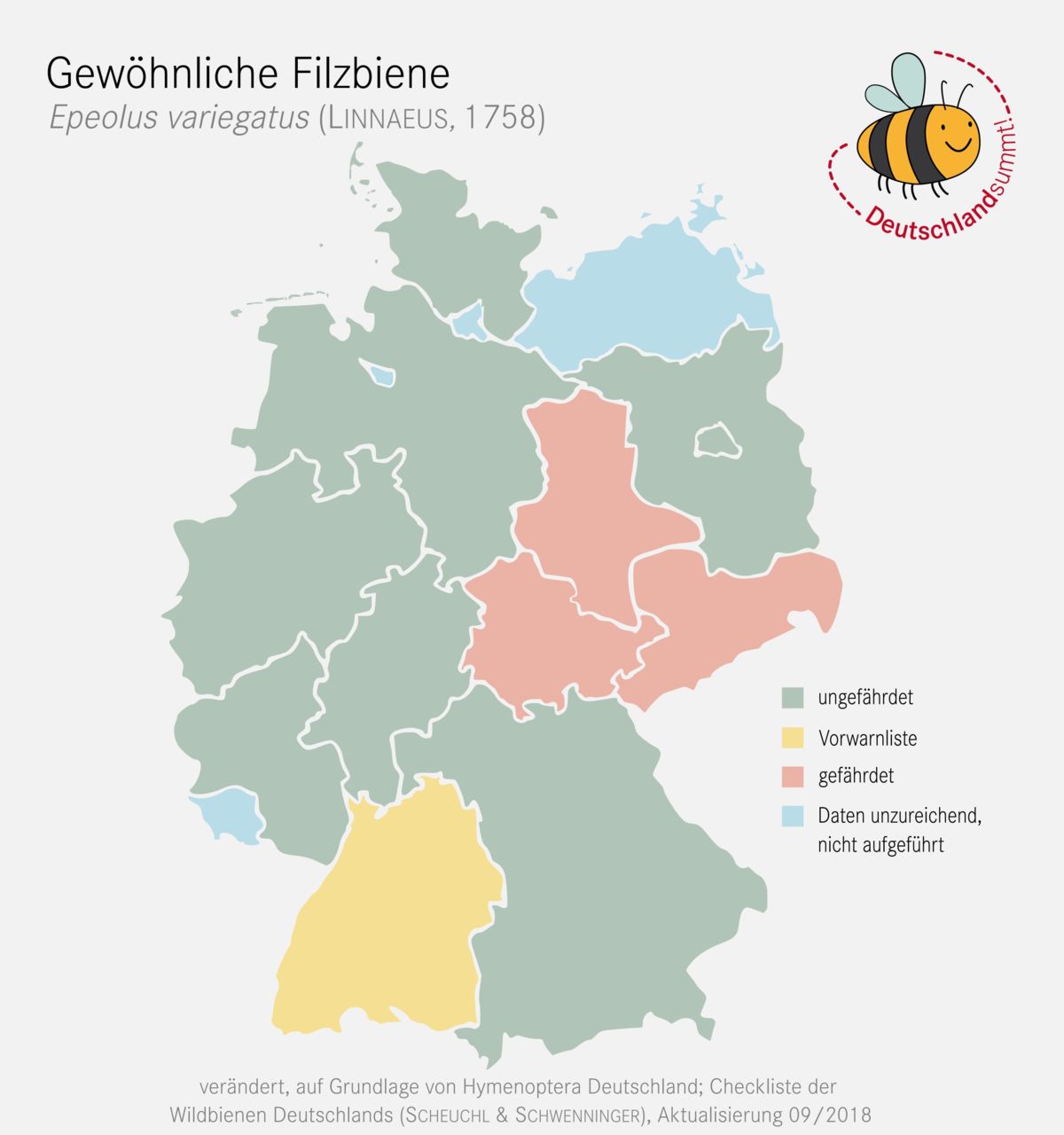 wildbiene-des-monats-januar-2023-die-gew-hnliche-filzbiene